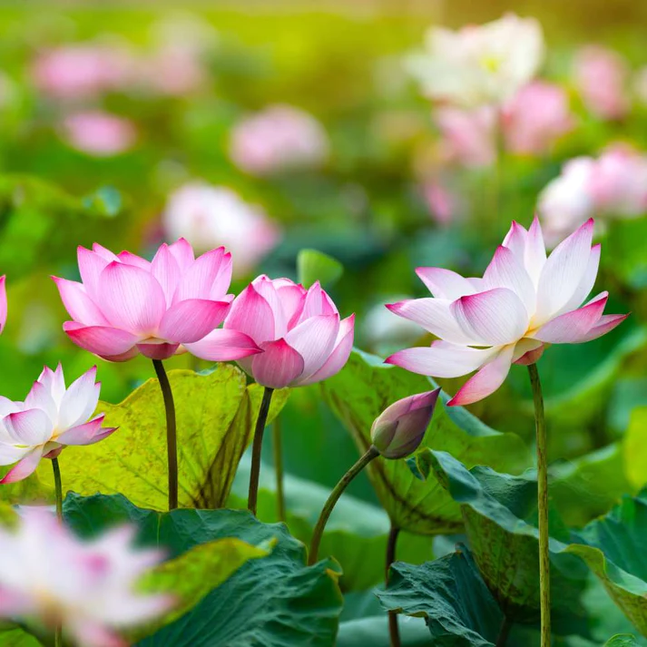 The Premium  Bonsai Lotus Flower Seeds